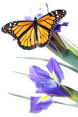 Image showing Buttefly on flowers