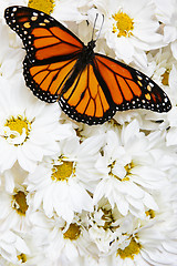 Image showing Butterfly on Flowers