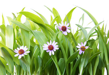 Image showing Grass and Flowers