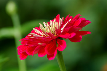 Image showing Zinnia