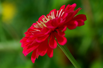 Image showing Zinnia