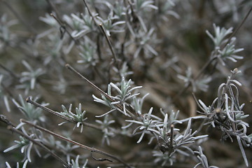 Image showing Lavender