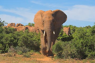 Image showing African Elephant