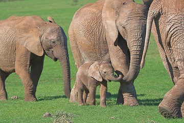 Image showing African Elephant Family