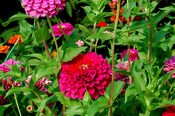 Image showing Zinnia Garden