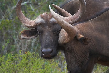 Image showing Buffalo scratch