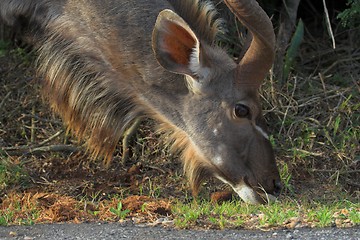 Image showing Kudu