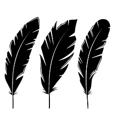 Image showing Set feathers isolated on white background