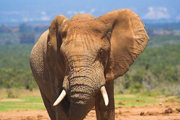 Image showing Elephant Bull