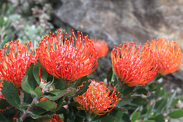 Image showing Leucospermum - Pincushion Protea