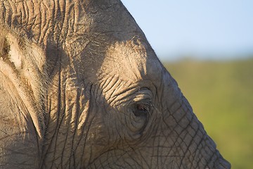 Image showing Elephant Skin