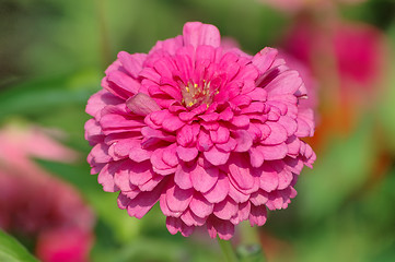 Image showing Zinnia