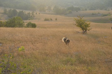 Image showing summer landscape