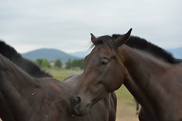 Image showing horse