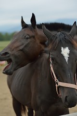 Image showing horse