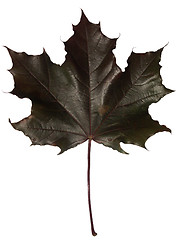 Image showing Black maple leaf