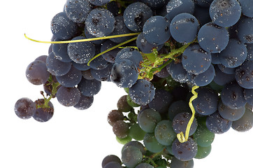 Image showing Bunch Grape