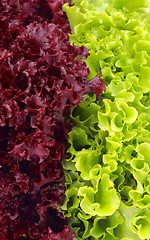 Image showing Lettuce Leaves Background