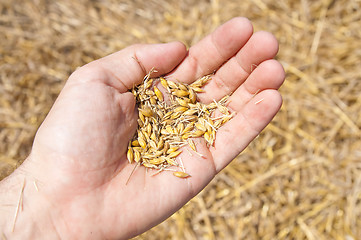 Image showing wheat in the hand over new harvest