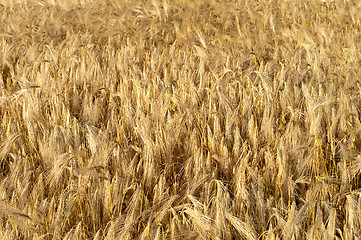 Image showing golden wheat ears