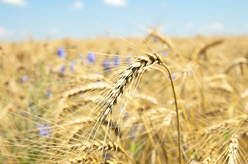 Image showing ears of wheat with flowers