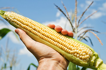 Image showing view of an ear of corn in hand