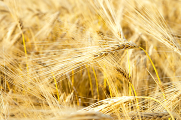 Image showing golden wheat ears. south Ukraine