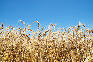 Image showing gold ears of wheat