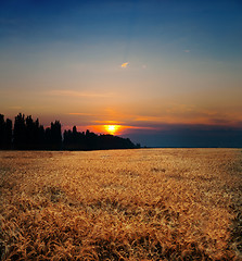 Image showing sunset on field at summer