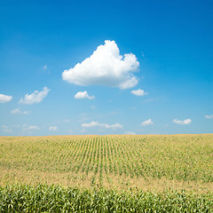 Image showing field with corn under blue sky and clouds