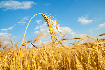 Image showing gold ears of wheat