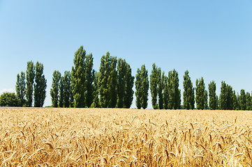 Image showing gold ears of wheat and trees