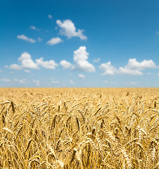 Image showing gold ears of wheat under sky