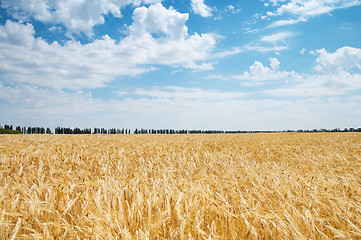 Image showing golden wheat ears. south Ukraine