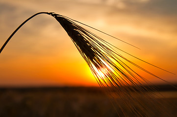 Image showing sunset on field at summer. ears of wheat sun against