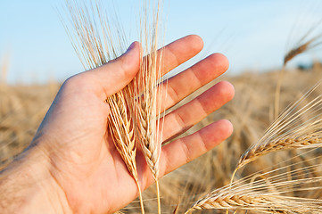 Image showing ears of wheat in a hand above the field