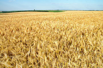 Image showing field of ripe wheat gold color