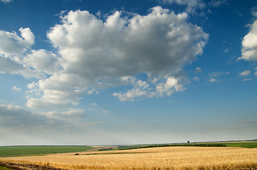 Image showing field of ripe wheat gold color and cloudy sky