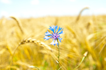 Image showing blue cornflowers in field