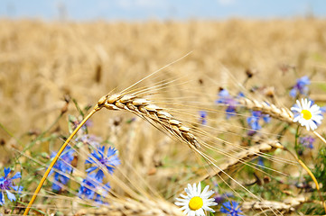 Image showing ears of wheat with flowers