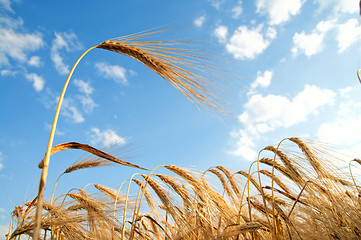 Image showing field of wheat with clouds