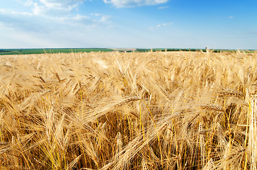 Image showing field of wheat