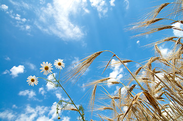 Image showing ears of wheat with chamomiles