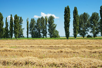 Image showing field of wheat in windrows and trees