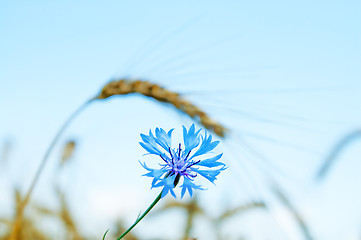 Image showing flower and ear. focus on flower