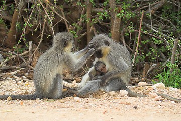 Image showing Monkey Family