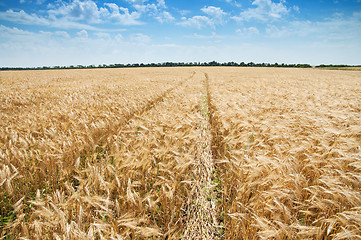 Image showing way in field of wheat