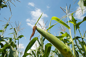 Image showing green corn in the field under blue sky