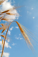 Image showing golden wheat ears under sky