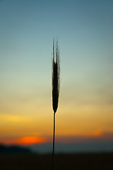 Image showing sunset on field at summer. ears of wheat sun against